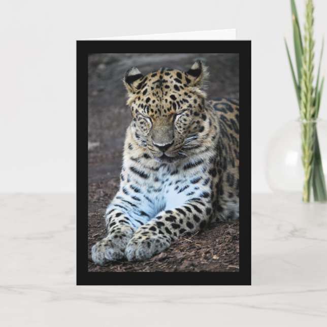 Cartão Olhos de Leopardo Fechados (Frente)