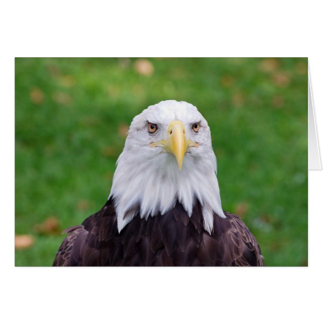 Cartão Olhos de uma águia (Frente Horizontal)