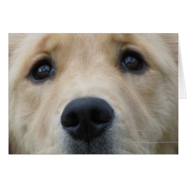 Cartão Olhos dourados (Frente Horizontal)