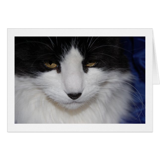 Cartão Olhos escuros de gato (Frente Horizontal)