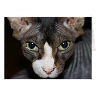 Cartão Olhos que olham o!