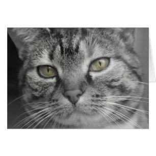 Cartão Olhos verdes