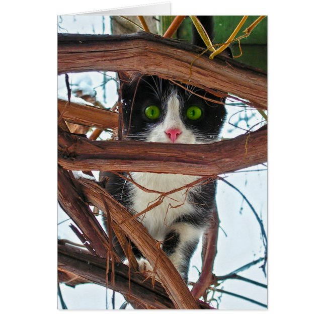 Cartão Olhos Verdes (Frente)