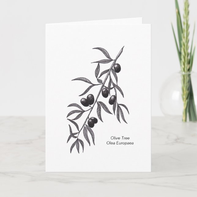 Cartão Olive Branch Blank Greeting Card for any occasion (Frente)