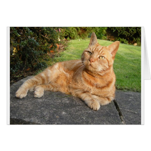 Cartão Oliver Cat (Frente Horizontal)