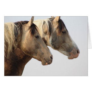 Cartão ONAQUI HERD Uinta Deserto Cavalos Selvagens