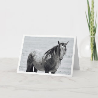 Cartão Onaqui Mountain Wild Horse blank note card. 5"x 7"