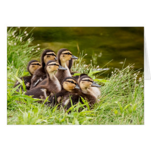 Cartão Onde está a mãe?
