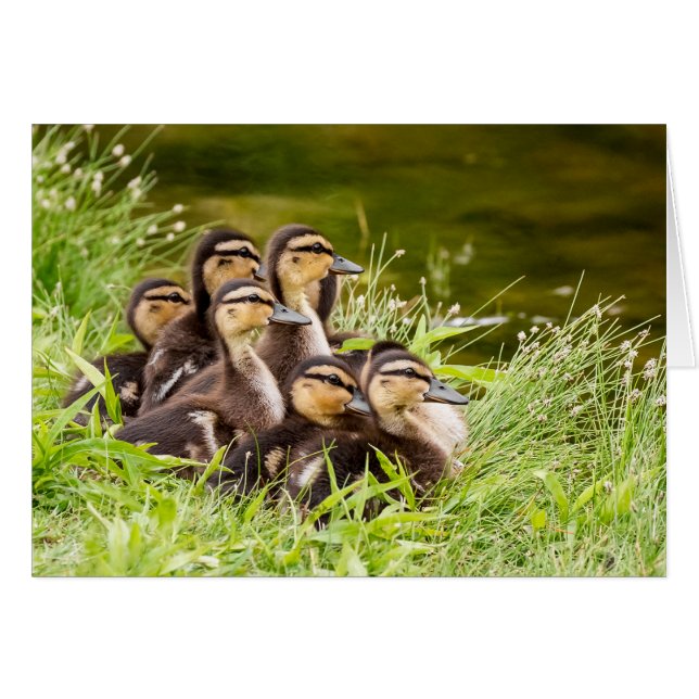 Cartão Onde está a mãe? (Frente Horizontal)