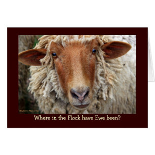 Cartão Onde no Flock esteve o Ewe?