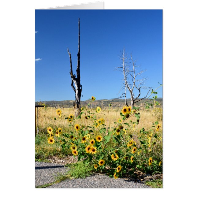 Cartão Opinião do Mesa Verde (Frente)