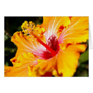 Cartão Opinião lateral da flor alaranjada do hibiscus