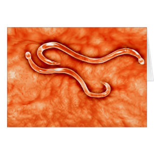 Cartão Opinião microscópica o Hookworm 2