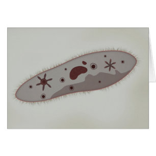 Cartão Opinião microscópica o Paramecium 3