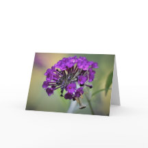 Orando Mantis, carta