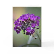 Orando Mantis, carta