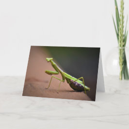 Cartão Orando Mantis, carta