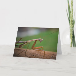Cartão Orando Mantis, carta