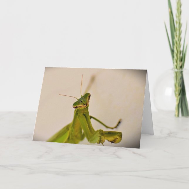 Cartão Orando Mantis, carta (Frente)