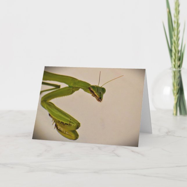Cartão Orando Mantis, carta (Frente)