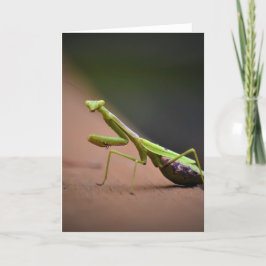 Cartão Orando Mantis, carta