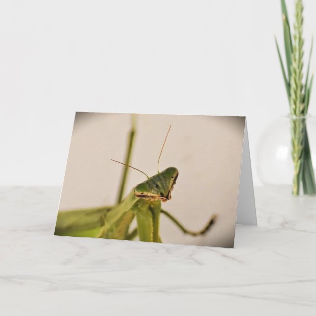 Cartão Orando Mantis, carta (Frente)