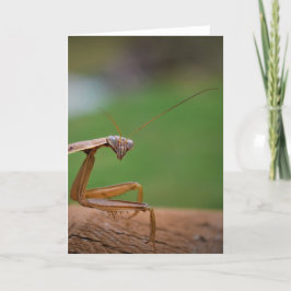 Cartão Orando Mantis, carta