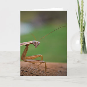Cartão Orando Mantis, carta