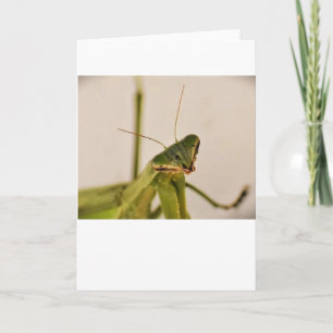 Cartão Orando Mantis, carta