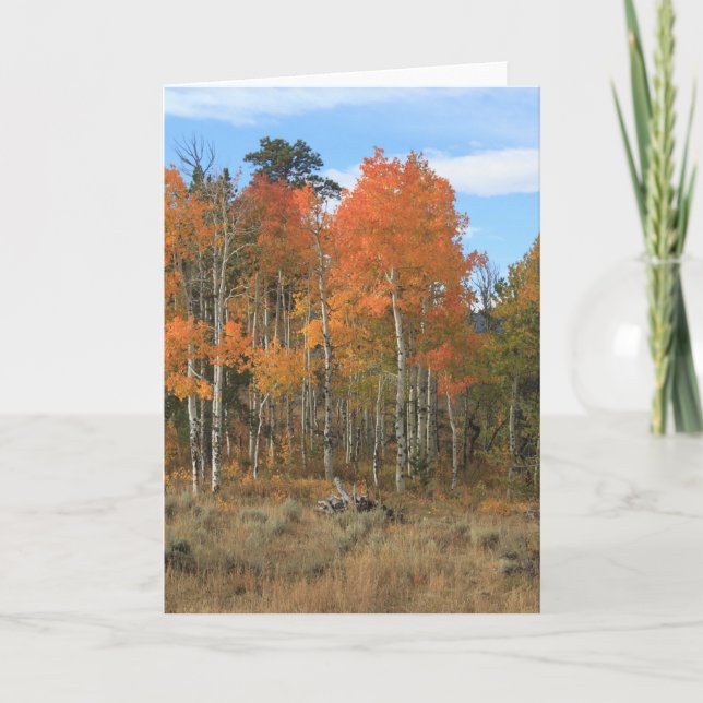 Cartão Orange Autumn Aspen All Occastion Greeting Card (Frente)