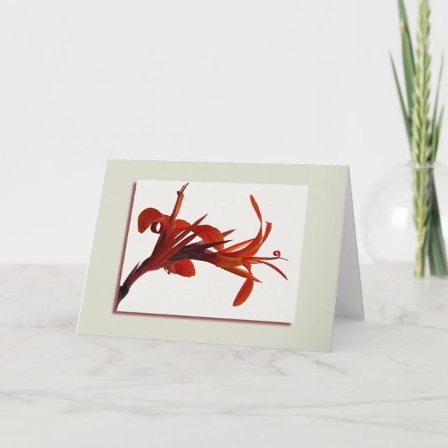 Cartão Orange Canna Greeting Card (Frente)
