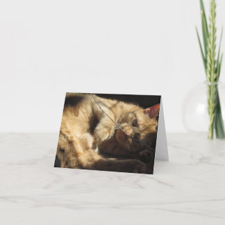 Cartão Orange Cat in the Sunshine Note Cards
