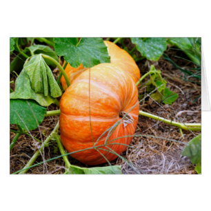 Cartão Orange Cinderella Pumpkin
