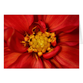 Cartão Orange Dahlia Flower