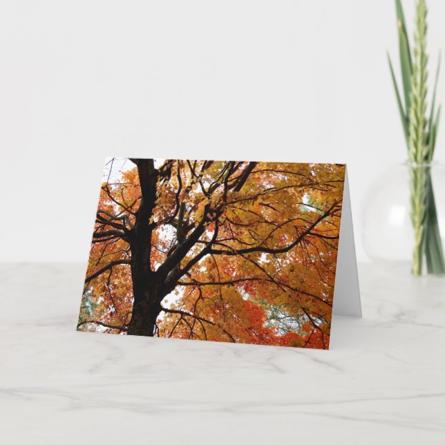 Cartão Orange Fall Tree Greeting Card (Blank Inside) (Frente)