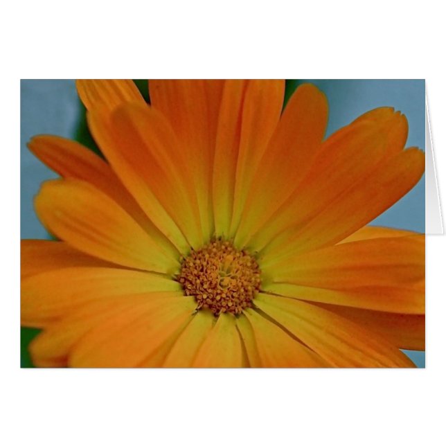 Cartão Orange Gerber Daisy (Frente Horizontal)