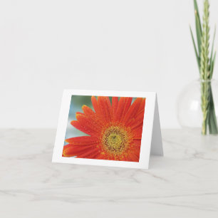 Cartão Orange Gerbera