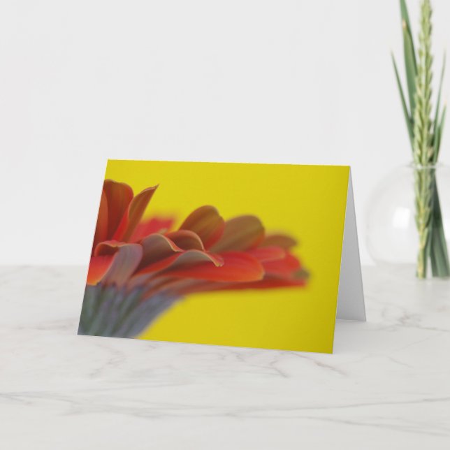 Cartão Orange Gerbera Daisy Card (Frente)