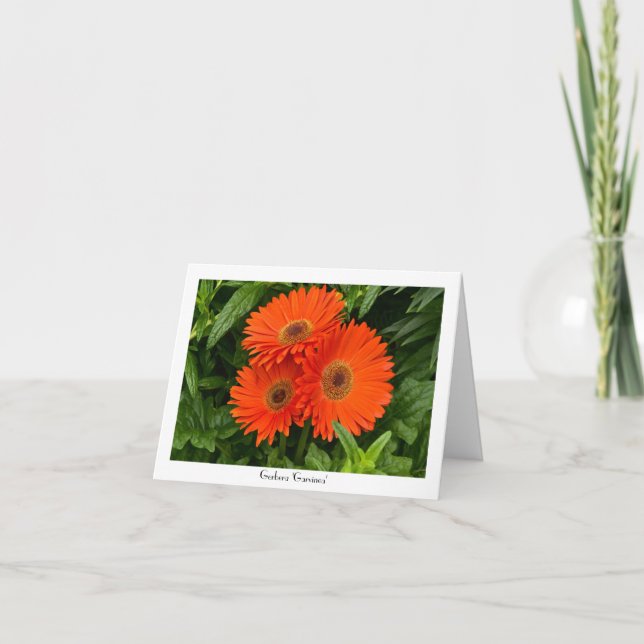 Cartão Orange Gerbera Daisy Collectible Greeting Note (Frente)