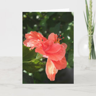 Cartão Orange Hibiscus Greeting Card