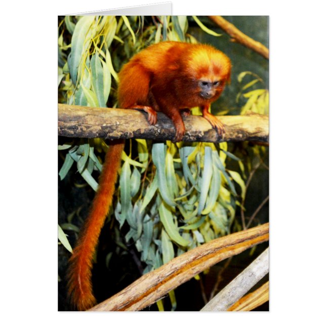 Cartão Orange_Marmoset,_Greeting_Card. (Frente)