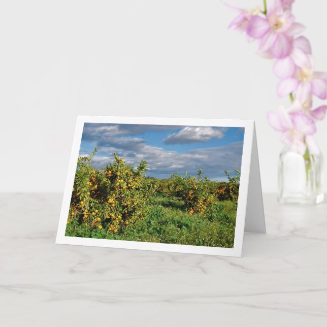 Cartão Orange Orchard, Valencia, Espanha (Orquídea)