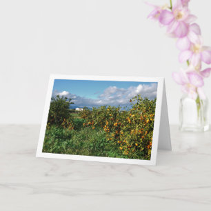 Cartão Orange Orchard, Valencia, Espanha