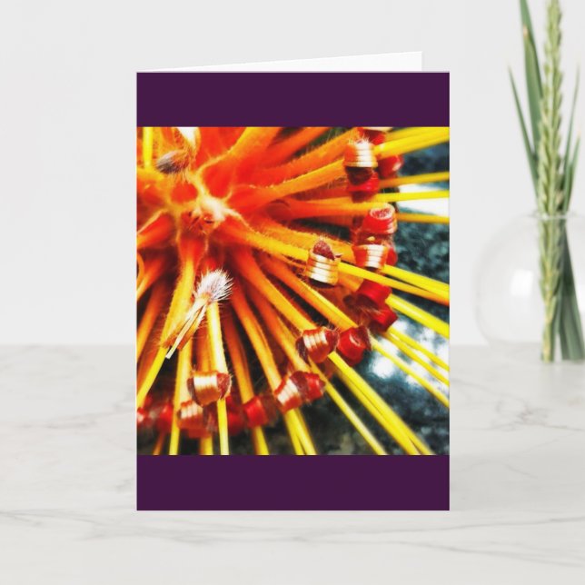 Cartão Orange Pincushion Protea Blank Greeting Card (Frente)