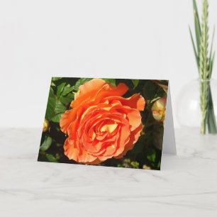 Cartão Orange Rosa I Bonito Floral