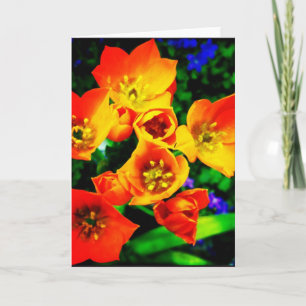 Cartão Orange Star of Bethlehem Blank Greeting Card