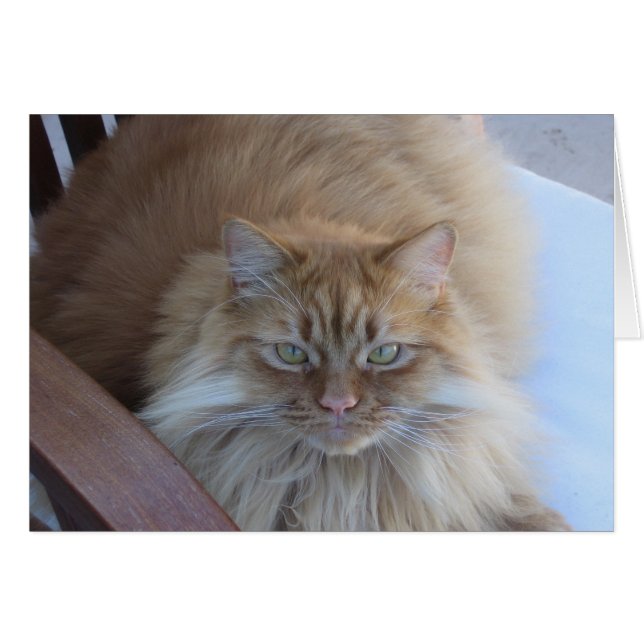 Cartão Orange Tabby (Frente Horizontal)