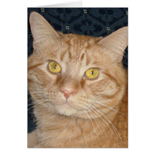 Cartão Orange Tabby Cat