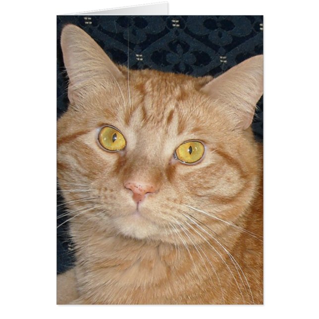 Cartão Orange Tabby Cat (Frente)