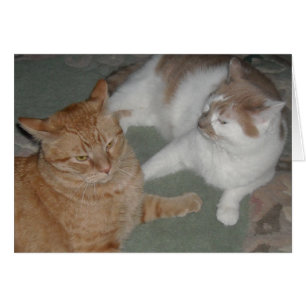 Cartão Orange Tabby Cats